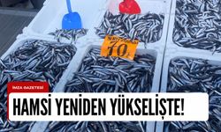 Hamsi yeniden yükseldi! Vatandaş üzüntü yaşadı