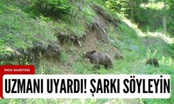 Kastamonu, Bartın, Karabük ve Zonguldak'a "Ayı" uyarısı!