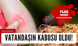 Vatandaşların kabusu haline geldi...