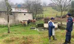 Jandarma sahibine hayvanları teslim etti...