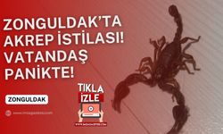 Zonguldak'ta akrep istilası... Aman dikkat, önleminizi alın!