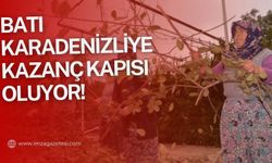 Batı Karadeniz bölgesinde Zonguldak, Kastamonu, Bartın, Düzce ve Kocaeli'de üretiliyor!