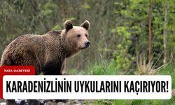 Zonguldak, Bartın, Kastamonu, Düzce, Karabük ve Bolu’da ayı korkusu!