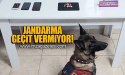 Jandarma Zonguldak'ta suçlulara geçit vermiyor!
