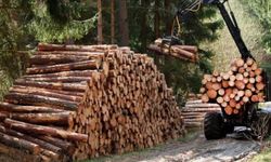 Ormancılık Çalışmalarının Takibi Ve Kontrolü Hizmeti Alınacaktır...