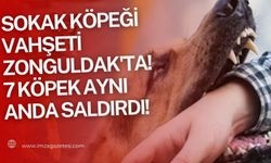 Sokak köpeği vahşeti Zonguldak'ta! 7 Köpek aynı anda saldırdı!