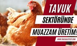 Türkiye'de tavuk sektöründe muazzam üretim!