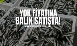 Zonguldak'ta balık bolluğu sevinci!