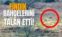 Zonguldak aç boz ayı fındık bahçesinde görüntülendi!