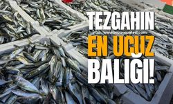 Zonguldak'ta balık fiyatlarında önemli değişim!