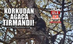 Korkudan 15 metrelik ağaca tırmanan ayı, kameralara yansıdı!