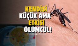 Sivrisineklerle mücadelede önlemler alınmalı! Sıtma uyarısı
