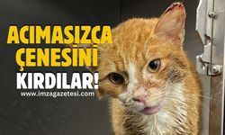 Zonguldak'ta Şiddet Mağduru Kedinin Tedavisi Devam Ediyor!