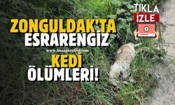 Zonguldak’ın ilçesinde dikkat çeken kedi ölümleri!