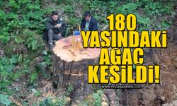 180 yaşındaki ağacı kökünden kestiler! Zabıt tutuldu...