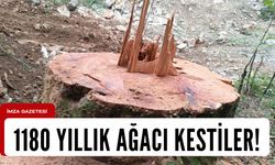 Yok artık! 1180 yıllık ağacı kestiler