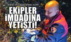 Ağaçların arasına sıkıştı, ekipler imdadına yetişti