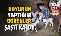 Koyunun yaptığını görenler şaştı kaldı!