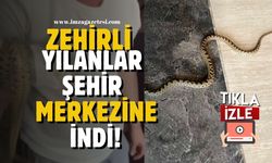 Zehirli yılanlar şehir merkezine indi!