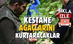 Kestana ağaçlarını kurtarmak için doğaya salındılar...