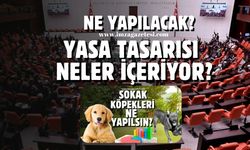 Sokak köpeklerine ne yapılacak? Yasa tasarısı neler içeriyor?