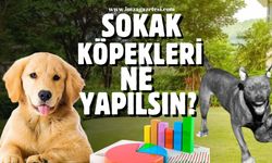 Sokak köpekleri ne yapılsın?