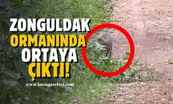 Zonguldak ormanında ortaya çıktı!