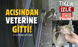Zonguldak'ta Sokak Kedisinin İlginç Hikayesi!