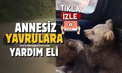 Zonguldak'ta kaybolmuş yavru ayılara köylülerden yardım eli...