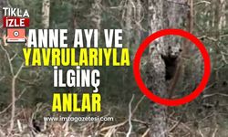 Anne Ayı ve Yavrularıyla İlginç Anlar!