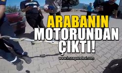 Arabanın motorundan bakın ne çıktı!