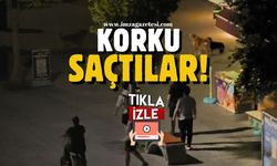 Köpekler korku saçtı!