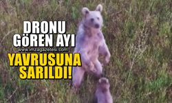 Dronu gören ayı, yavrusunu korumaya çalıştı! O anlar böyle görüntülendi