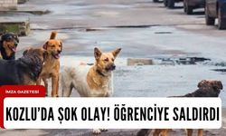 Öğrenciler açıkladı! Aç kalan sokak köpekleri öğrencilere saldırdı