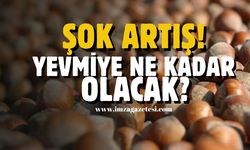 Fındık sezonu açıldı. Yevmiye ne kadar olacak?