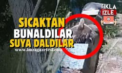 Sıcaktan bunalan yavru ayılar kendini suya attı…