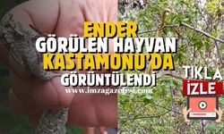 Ender görülen hayvan Kastamonu'da görüntülendi...