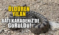 Öldüren yılan Bolu'da göründü!