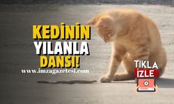 Zonguldak'ta İlginç Bir Görüntü: Kedi ve Yılanın Oyunu