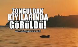 Zonguldak kıyılarında görüldü!