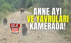 Anne ayı ve yavruları anlık yakalandı!