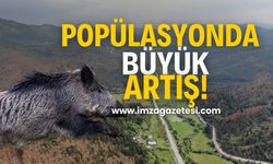 Domuz Popülasyonunda Büyük Artış!