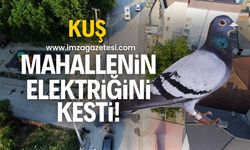 Elektrik tellerine çarpan kuş, elektriğin kesilmesine neden oldu!