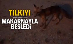 Evinin önüne gelen tilkiyi "Tavuk yok" diyerek makarnayla besledi! O anları kameraya kaydetti...