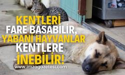 "Fareler artınca kentler Paris’e dönebilir, Köpekler azaldığı için yabani hayvanlar şehre inebilr"