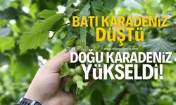 Fındık rekolte çalışmaları tamamlandı! Batı Karadeniz düşüşte, Doğu Karadeniz yükselişte!