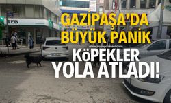 Gazipaşa caddesinde yola atlayan köpekler paniğe neden oldu!