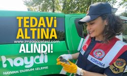 Jandarma tarafından yaralı olarak bulundu tedavisine başlandı!