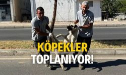 Köpekler toplanmaya başladı!