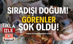 Sıradışı doğum! Görenler şok oldu!